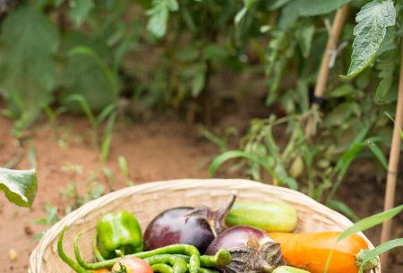 A wooden basket of vegetables in a vine of tomato plants
